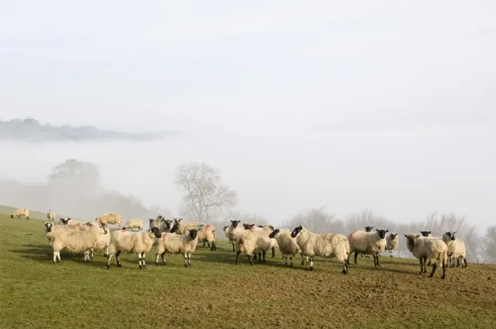 Framed Print : Sheep in misty weather on the Mynyd Epynt moorland, Powys, Wales, United Kingdom, Europe Framed Print : Sheep in misty weather on the Mynyd Epynt moorland, Powys, Wales, United Kingdom, Europe