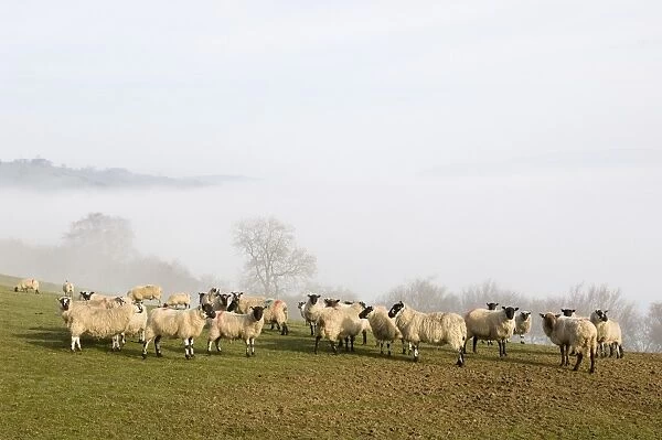 Sheep in misty weather on the Mynyd Epynt moorland, Powys, Wales, United Kingdom, Europe