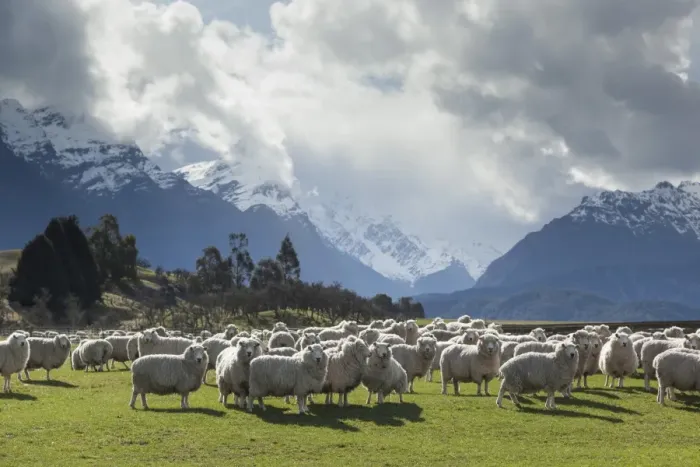 Framed Print : Sheep and mountains near Glenorchy, Queenstown, South Island, New Zealand, Pacific Framed Print : Sheep and mountains near Glenorchy, Queenstown, South Island, New Zealand, Pacific