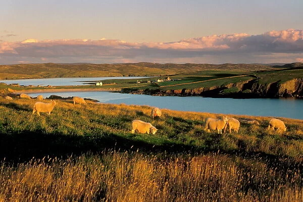 Sheep near Hillswick, Eshaness, Northmavine, Shetland Islands, Scotland