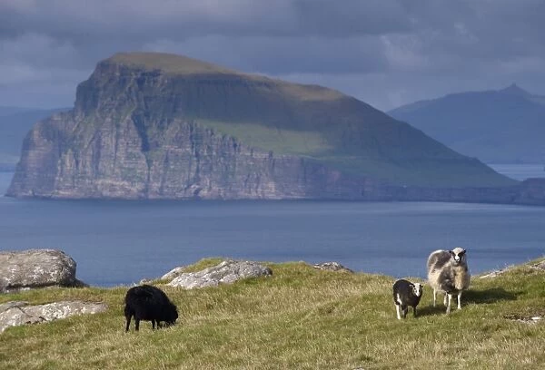 Sheep on north coast of Sandoy, view north across Skopunarfjordur towards Koltur island