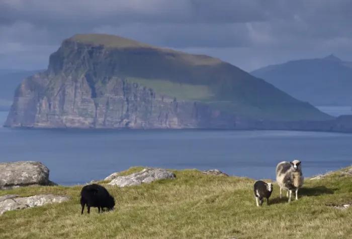 Framed Print : Sheep on north coast of Sandoy, view north across Skopunarfjordur towards Koltur island Framed Print : Sheep on north coast of Sandoy, view north across Skopunarfjordur towards Koltur island