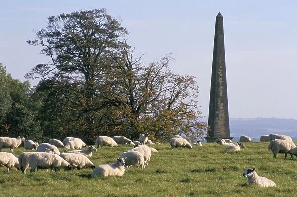Sheep and obelisk, Welcombe Hills, near Stratford upon Avon, Warwickshire