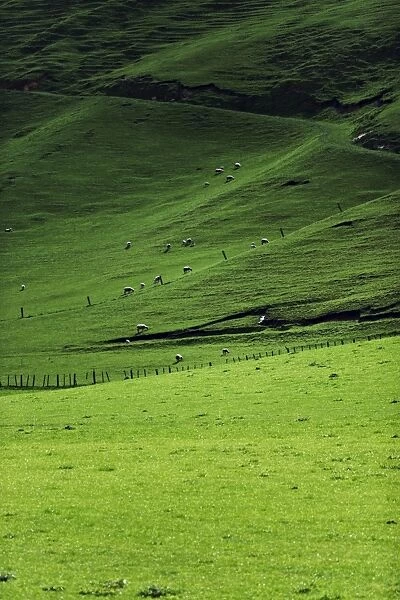 Sheep in pasture