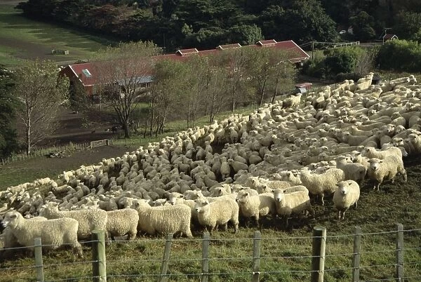 Sheep penned for shearing