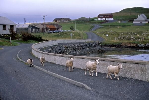 Sheep rearing is one of the main economic activities in Shetland