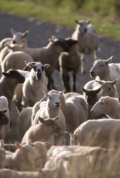 Sheep rearing is one of the main economic activities in Shetland