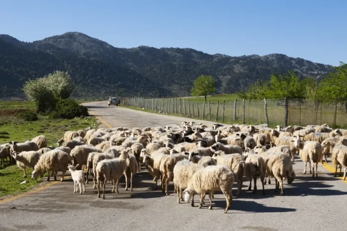 Framed Print : Sheep on road, Omalos Plain, Chania region, Crete, Greek Islands, Greece, Europe Framed Print : Sheep on road, Omalos Plain, Chania region, Crete, Greek Islands, Greece, Europe