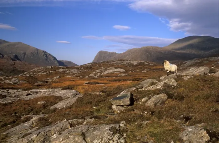 Framed Print : Sheep, rocky outcrops of Forest of Harris Framed Print : Sheep, rocky outcrops of Forest of Harris