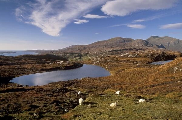 Sheep on rocky outcrops of Forest of Harris, North Harris, Outer Hebrides