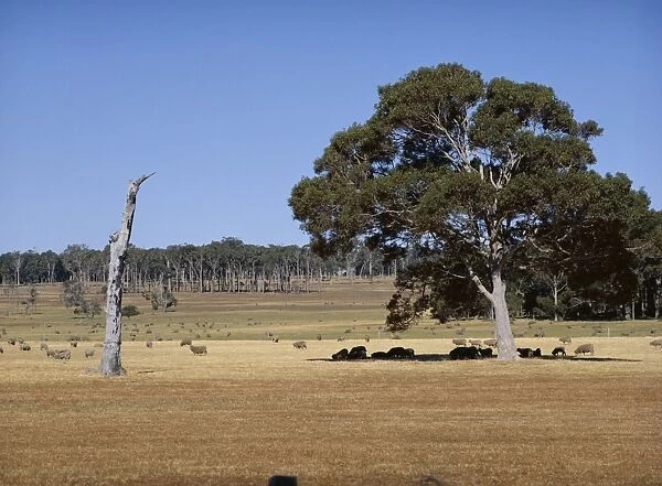 Sheep in the shade of jarrah tree and dead karri trunk, near Margaret River