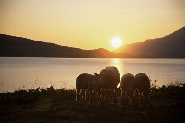 Sheep silhouetted against the midnight sun
