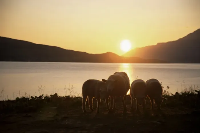Framed Print : Sheep silhouetted against the midnight sun Framed Print : Sheep silhouetted against the midnight sun