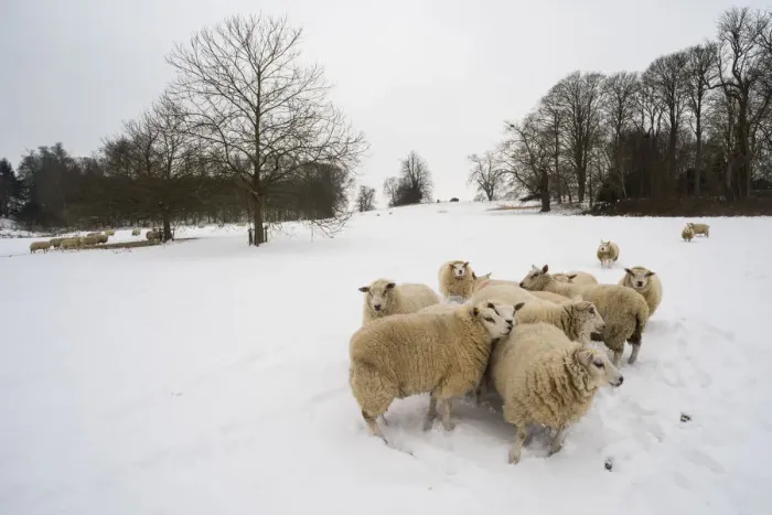 Framed Print : Sheep in snow covered field, Kent, England, United Kingdom, Europe Framed Print : Sheep in snow covered field, Kent, England, United Kingdom, Europe