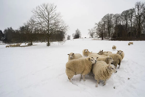 Sheep in snow covered field, Kent, England, United Kingdom, Europe