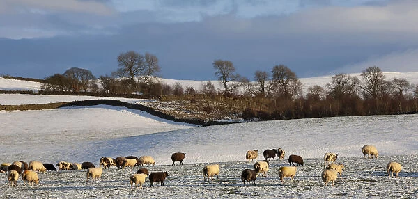 Sheep in snow, Eden Valley, Lower Pennines, Cumbria, England, United Kingdom, Europe