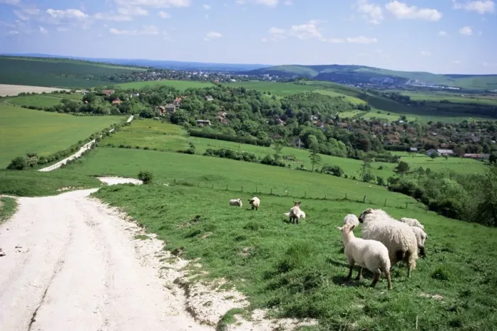 Framed Print : Sheep on the South Downs near Lewes, East Sussex, England, United Kingdom, Europe Framed Print : Sheep on the South Downs near Lewes, East Sussex, England, United Kingdom, Europe