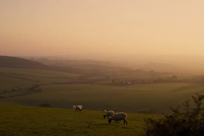 Framed Print : Sheep at sunset, near Sidmouth, Devon, England, United Kingdom, Europe Framed Print : Sheep at sunset, near Sidmouth, Devon, England, United Kingdom, Europe