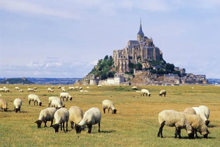 Framed Print : Sheep in tidal marsh at Mont-Saint-Michel bay with Abbey in the background, UNESCO World Heritage Site, Manche department, Normandy region, France, Europe Framed Print : Sheep in tidal marsh at Mont-Saint-Michel bay with Abbey in the background, UNESCO World Heritage Site, Manche department, Normandy region, France, Europe