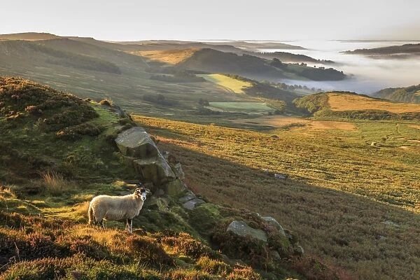 Sheep, valley with temperature inversion fog, Stanage Edge, Peak District National Park