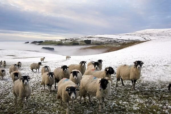 Sheep waiting to be fed in winter, Lower Pennines, Cumbria, England, United Kingdom, Europe