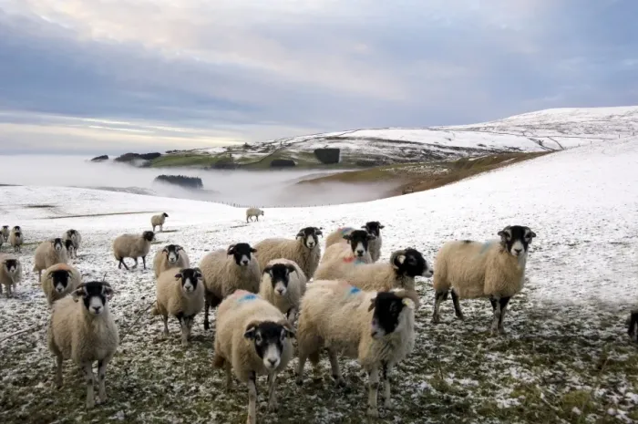 Framed Print : Sheep waiting to be fed in winter, Lower Pennines, Cumbria, England, United Kingdom, Europe Framed Print : Sheep waiting to be fed in winter, Lower Pennines, Cumbria, England, United Kingdom, Europe