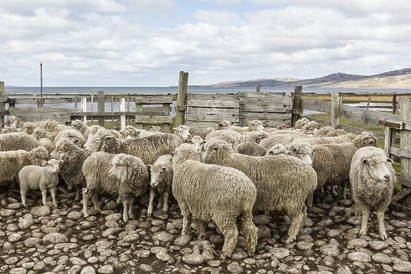 Sheep waiting to be shorn at Long Island Sheep Farms, outside Stanley, Falkland Islands, U. K. Overseas Protectorate, South America