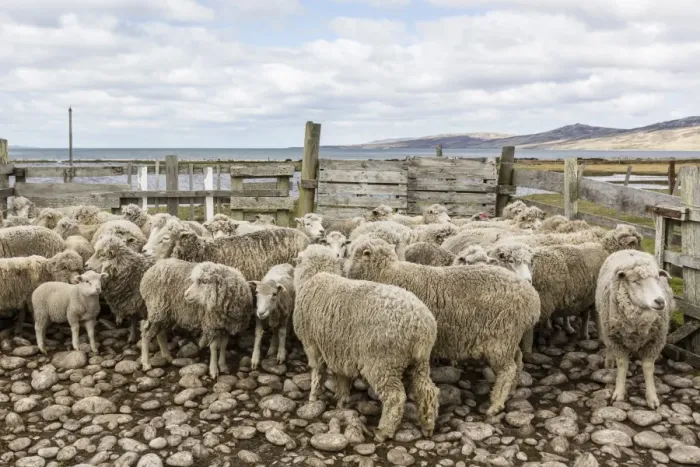 Framed Print : Sheep waiting to be shorn at Long Island Sheep Farms, outside Stanley, Falkland Islands, U. K. Overseas Protectorate, South America Framed Print : Sheep waiting to be shorn at Long Island Sheep Farms, outside Stanley, Falkland Islands, U. K. Overseas Protectorate, South America