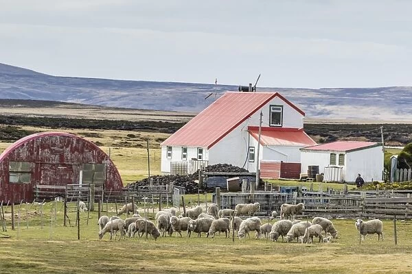 Sheep waiting to be shorn at Long Island sheep Farms, outside Stanley, Falkland Islands, U. K. Overseas Protectorate, South America
