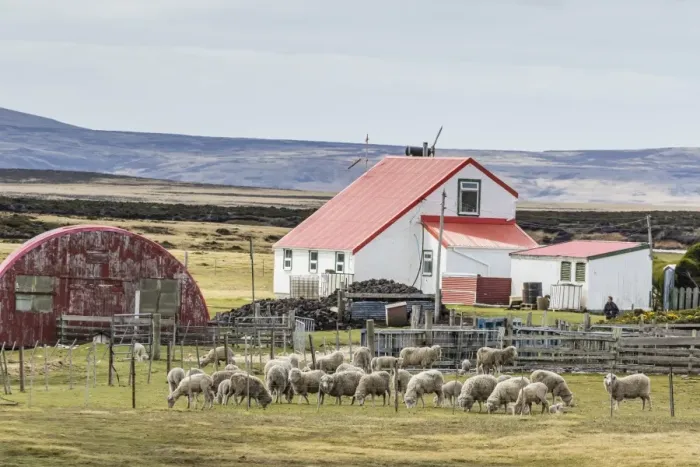 Framed Print : Sheep waiting to be shorn at Long Island sheep Farms, outside Stanley, Falkland Islands, U. K. Overseas Protectorate, South America Framed Print : Sheep waiting to be shorn at Long Island sheep Farms, outside Stanley, Falkland Islands, U. K. Overseas Protectorate, South America