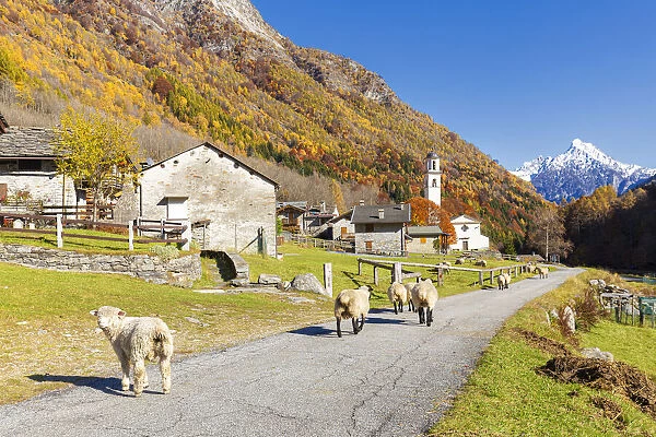 Sheep walk on the road near a mountan village, Val Bodengo, Valchiavenna, Valtellina