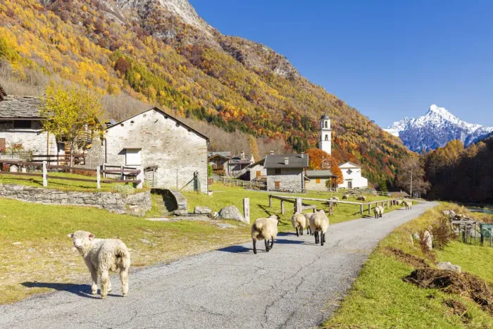 Framed Print : Sheep walk on the road near a mountan village, Val Bodengo, Valchiavenna, Valtellina Framed Print : Sheep walk on the road near a mountan village, Val Bodengo, Valchiavenna, Valtellina