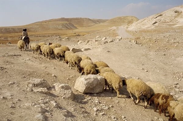 Sheep walking in line across stony landscape following