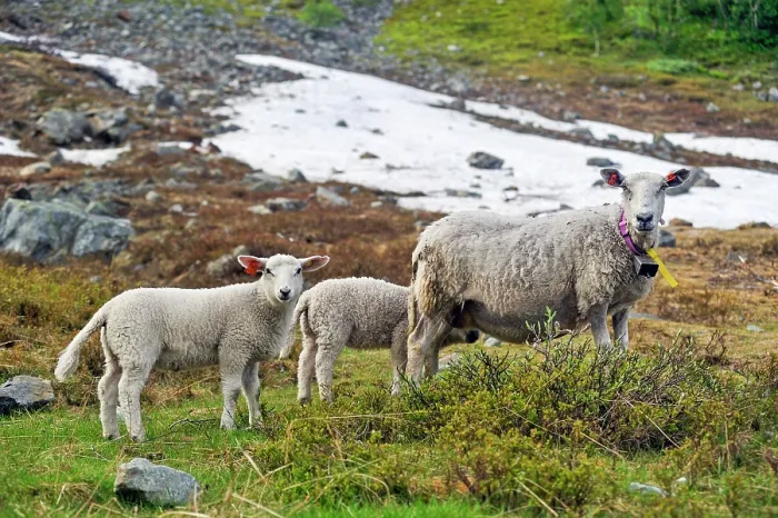 Framed Print : Sheep on the way up to the Steindalsbreen glacier, Lyngen Alps, region of Lyngen, County of Troms, Norway, Northern Europe Framed Print : Sheep on the way up to the Steindalsbreen glacier, Lyngen Alps, region of Lyngen, County of Troms, Norway, Northern Europe
