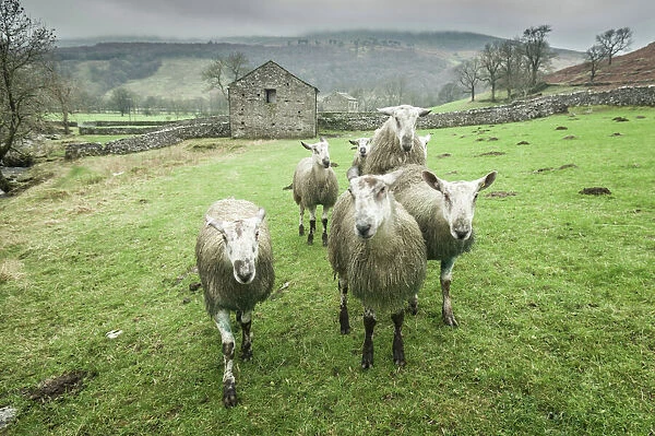 Sheep Wharfedale, Yorkshire, England, United Kingdom, Europe