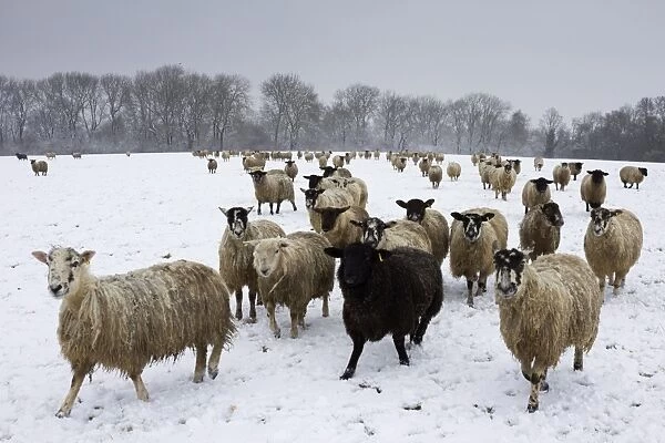 Sheep in wintry field, near Broadway, Worcestershire, The Cotswolds, England, United Kingdom, Europe