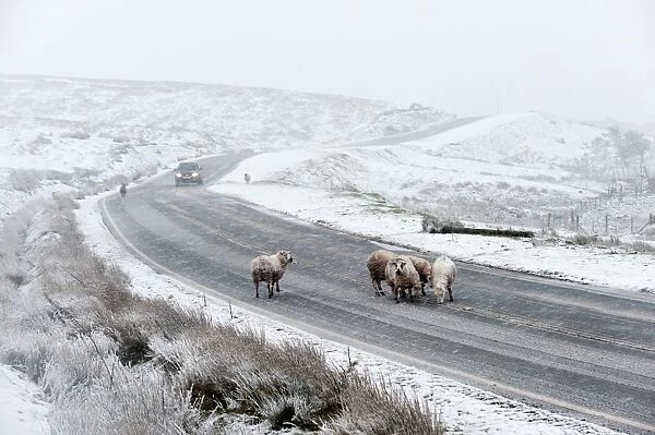 Sheep in a wintry landscape on the Mynydd Epynt moorland, Powys, Wales, United Kingdom