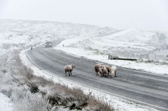 Framed Print : Sheep in a wintry landscape on the Mynydd Epynt moorland, Powys, Wales, United Kingdom Framed Print : Sheep in a wintry landscape on the Mynydd Epynt moorland, Powys, Wales, United Kingdom