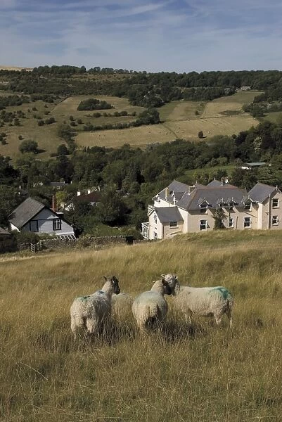 Sheep, Woodmancote village viewed from Cleeve Hill, The Cotswolds, Gloucestershire