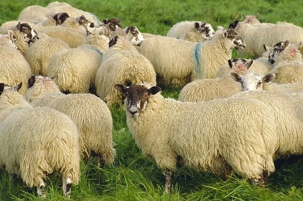 Sheep, Yorkshire, England, UK, Europe