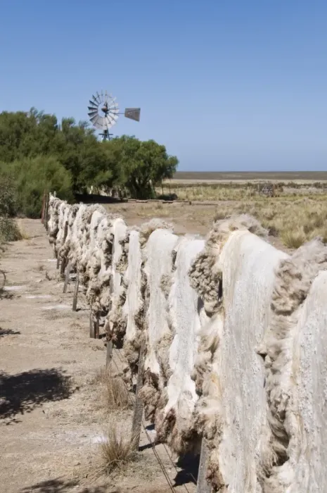 Framed Print : Sheepskins drying in the sun, Valdes Peninsula, Patagonia, Argentina, South America