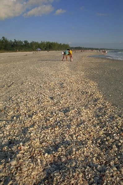Shell collecting on Bowmans Beach