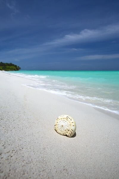 Shell on tropical beach, Maldives, Indian Ocean, Asia