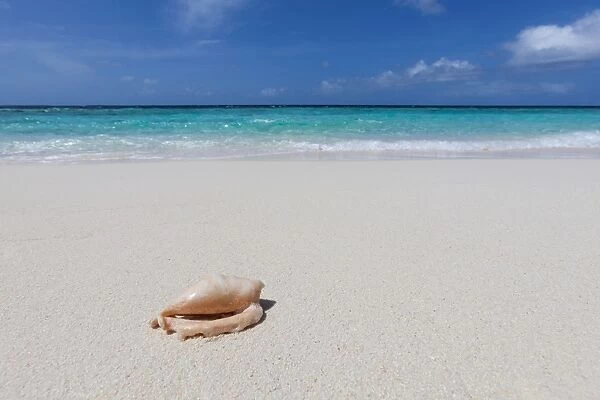 A shell washed up on a deserted beach on an island in the Maldives, Indian Ocean, Asia