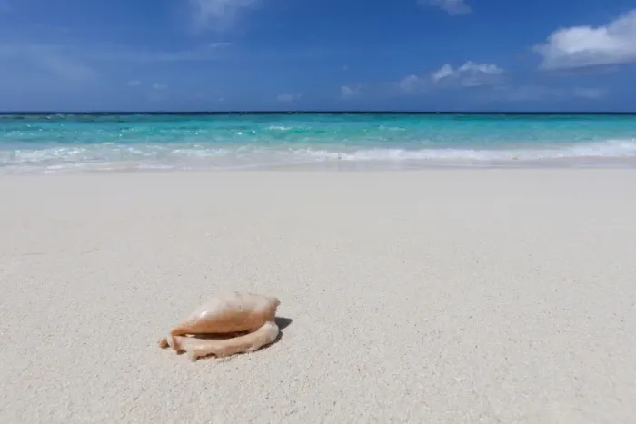 Framed Print : A shell washed up on a deserted beach on an island in the Maldives, Indian Ocean, Asia Framed Print : A shell washed up on a deserted beach on an island in the Maldives, Indian Ocean, Asia