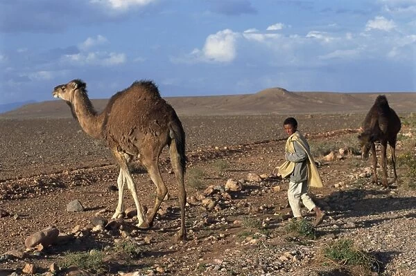 Shepherd boy with two camels in arid landscape