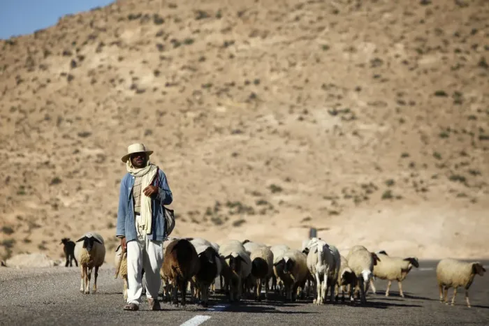 Framed Print : Shepherd driving a herd near Toujane village, Tunisia, North Africa, Africa Framed Print : Shepherd driving a herd near Toujane village, Tunisia, North Africa, Africa