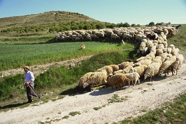 Shepherd and his flock, near Itero de la Vega, Palencia, Castilla y Leon, Spain, Europe