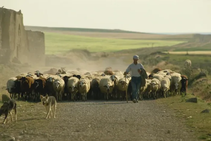 Framed Print : Shepherd with his flock, near Zamora, Castilla Leon, Spain, Europe Framed Print : Shepherd with his flock, near Zamora, Castilla Leon, Spain, Europe