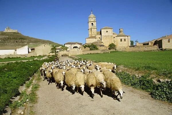 Shepherd and his flock of sheep on a rural road with